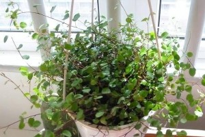 百万心小吊兰的种植与护理（打造家居绿化的首选植物百万心小吊兰的种植方法与常见问题解答）