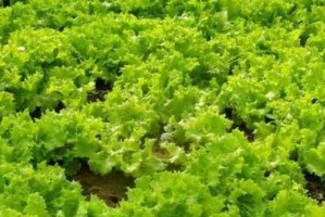 生菜种植全年绝不停歇（一年四季种植生菜的方法与技巧）