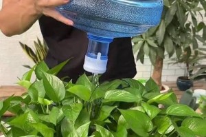 绿萝的浇水技巧（打造健康茂盛的绿萝之道）
