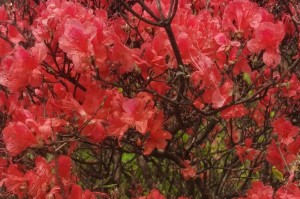 杜鹃花的开花频率（探究杜鹃花一年开几次花及其影响因素）