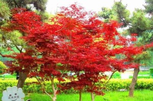 家里可以种红枫树吗？（适合种植的条件和注意事项）