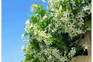 冬季移栽风车茉莉须知（风车茉莉移栽时间及注意事项）