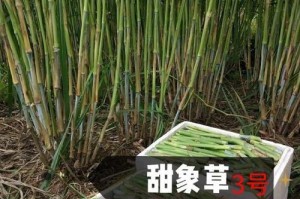 巨菌草和皇竹草的区别（了解两种草的特点和适宜环境）