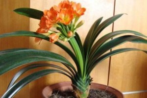 君子兰花谢后的处理方法（如何妥善地处理君子兰花的谢花期，让它在下一个季节继续开花）