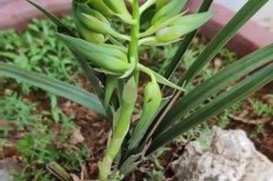 冬天如何正确浇水的方法（保持植物健康生长，离不开正确的冬季浇水方法）
