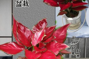 揭秘吉利红的风水奥秘（家养吉利红对风水的作用及注意事项）