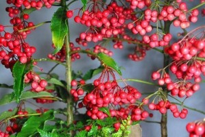 吊兰种子如何种植？（掌握这些技巧，让你的吊兰生长茁壮。）