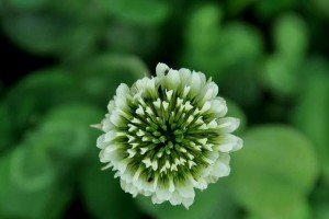 四叶草花期有多久时间？（探究四叶草花期和其影响因素，为您解答种植难题）