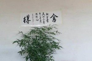 竹子的保养之道——如何避免竹子发黄（了解竹子发黄的原因及有效保养方法）