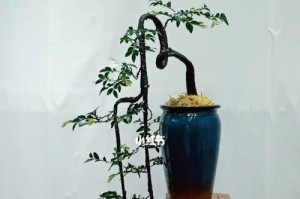 黑骨茶叶掉落？如何处理？（学会4个小技巧，轻松解决掉落难题！）