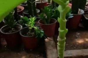 观赏花长寿花的修剪技巧（打造长寿花园，掌握正确修剪方法）