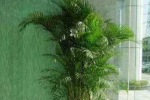 揭秘凤尾竹的晒太阳真相（生命力强的植物能否在阳光下晒？阳光的利与弊）