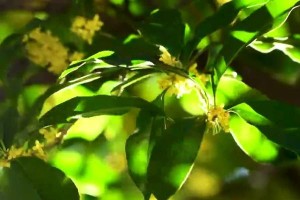 阳光下的桂花（桂花喜欢阳光的原因及生长条件）