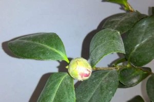 茶花夏季掉叶的原因（解析茶花掉叶现象，让你的茶花茁壮成长）