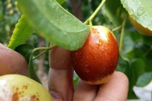 大荔冬枣上市时间及成熟季节（秋冬交替，枣香四溢；冬枣采摘，品味天赐佳果）