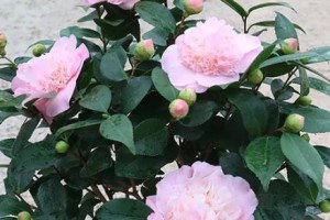 茶花生长速度究竟有多快？（探究茶花生长速度，一年能长多少？）