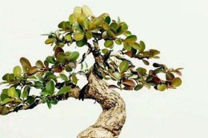 如何处理黄杨树叶子发黄问题？（黄杨树叶子发黄，可能的原因与解决方案）