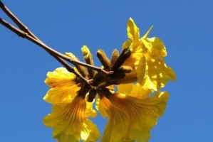 盛夏芬芳，六月花开（探寻盛放于六月的花树，惊艳你的夏日时光）