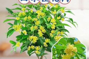 庭院种桂花树，提升生活品质的良方（打造芳香四溢的庭院生活，享受桂花的美好）