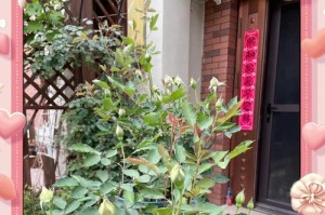 天使月季——玫瑰国度的骄傲（优缺点详解，品质生长无忧）