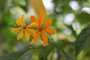 大栀子的花期（探究大栀子一年开几次花的规律）