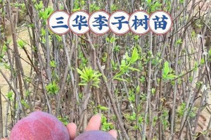 李子栽培指南（适合种植的地方及栽培技巧）