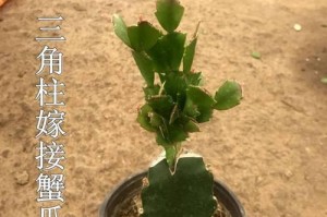 仙人掌冬季养护秘籍（掌握关键技巧，让仙人掌在寒冷的冬季健康成长）