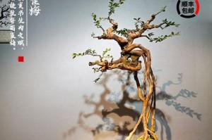 雀梅的耐寒能力（解读雀梅的冬日生存秘密，探究其耐寒极限）