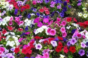 喇叭花的花语与寓意（传达和谐、和平和爱的喇叭花）