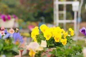 开春花开，适合种什么花？（春季花卉种植指南，满足您的园艺热情）