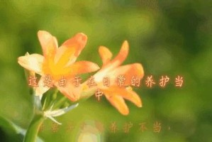 如何应对新栽兰花叶发黄问题（解决兰花叶发黄的实用方法及注意事项）