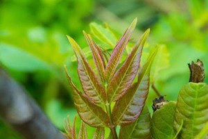 家里种香椿树的好处（香椿树风水优势及其养护技巧）