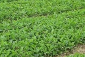 半夏高产种植技术与管理方法（有效措施提高半夏产量）