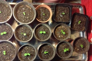 如何种植芦荟种子（小心谨慎，重在过程）