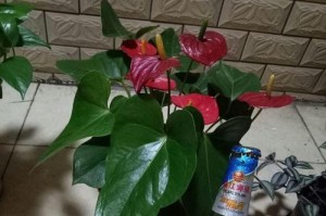 剩豆浆不浪费，化废为宝浇花园（豆浆善用，让花儿更美丽）