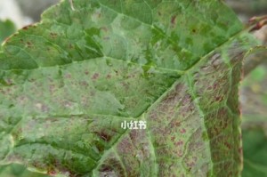 樱桃树为什么会在冬天掉叶子？（冬天的樱桃树为何会失去绿叶，掉落凋零？）