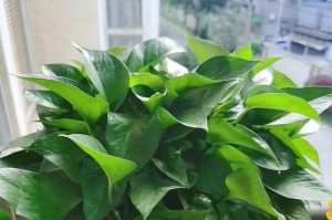 冷开水可不可浇绿萝？（探究绿萝的浇水需求及影响因素，）