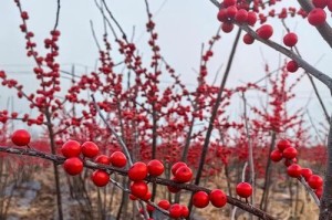家里种冬青树，风水如何？（冬青树的风水含义和摆放方法）