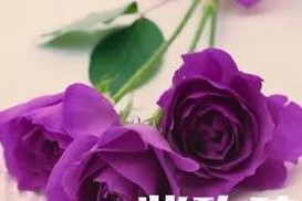 花开花落，情意绵绵——不同颜色玫瑰花语（揭秘不同颜色玫瑰的含义，让你更懂得表达感情）