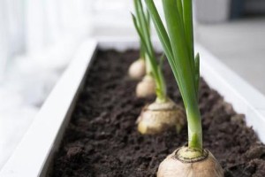 大蒜肥料选择指南（选择适合大蒜生长的肥料提高产量）