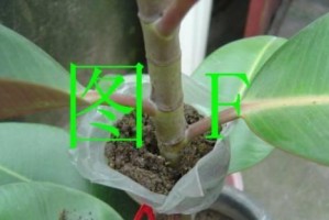 插枝繁殖橡皮树，你知道能活吗？（探究橡皮树插枝生长的关键因素与技巧）
