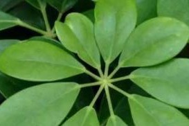 家庭养法（家庭中如何种植和护理鹅掌藤，打造美丽的绿色空间）