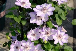 铁线莲四季开花，品种全面介绍（铁线莲开花时节、品种特点、栽培技巧等）