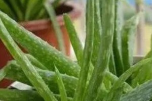 芦荟根部叶子发黄的原因与补救方法（芦荟叶子发黄的关键原因及有效补救措施）