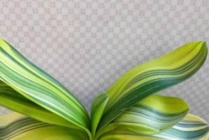 夏天君子兰叶子发黄，怎么办？（解决君子兰叶子发黄问题的实用方法）