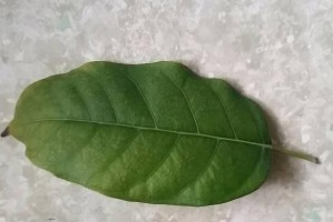 黄角兰与黄桷树的区别（认识黄角兰和黄桷树，看看这两种植物有什么不同）