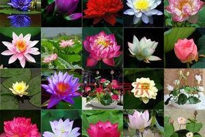睡莲种子是否有毒？（探究睡莲种子对人体的影响及常见误区）