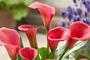 并蹄莲花的养护指南（打造美丽水景，从养护莲花开始）