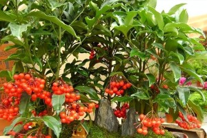 吊兰种子可以种吗？——解析吊兰种子的种植方法（吊兰种子的种植前需要注意哪些问题？）