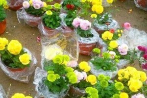 乒乓菊养殖详解（了解乒乓菊的生态环境和注意事项）